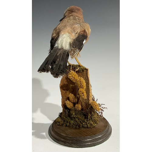 2732 - Taxidermy - a Eurasian jay, naturalistically mounted, perched on a mossy branch, circular base, 32.5... 