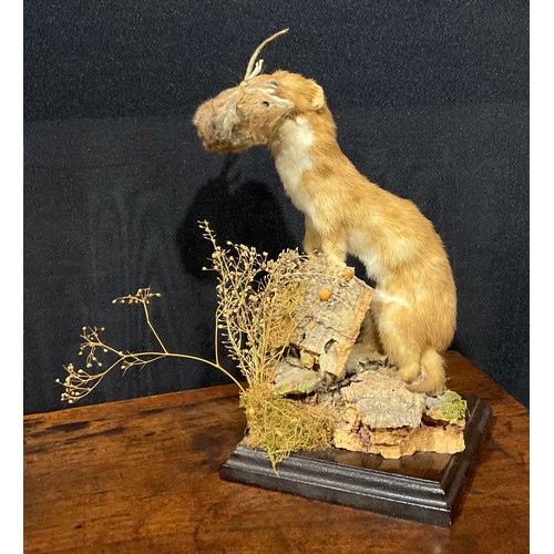 2735 - Taxidermy - a stoat holding a field mouse, its prey, in its mouth, naturalistic mounted, standing at... 