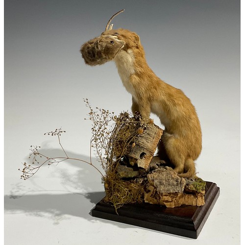 2735 - Taxidermy - a stoat holding a field mouse, its prey, in its mouth, naturalistic mounted, standing at... 