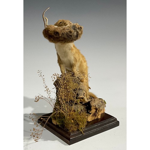 2735 - Taxidermy - a stoat holding a field mouse, its prey, in its mouth, naturalistic mounted, standing at... 