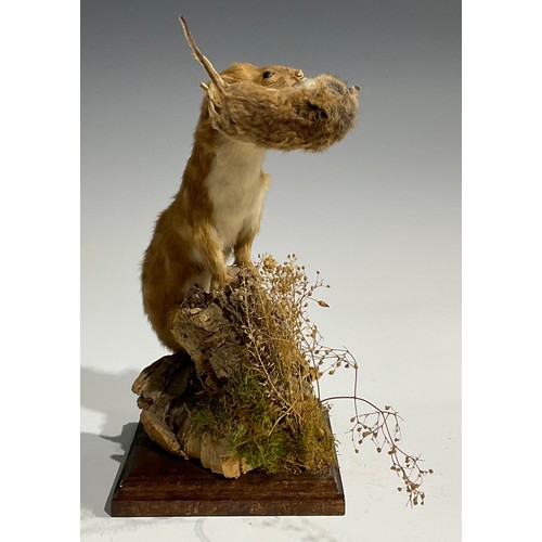 2735 - Taxidermy - a stoat holding a field mouse, its prey, in its mouth, naturalistic mounted, standing at... 