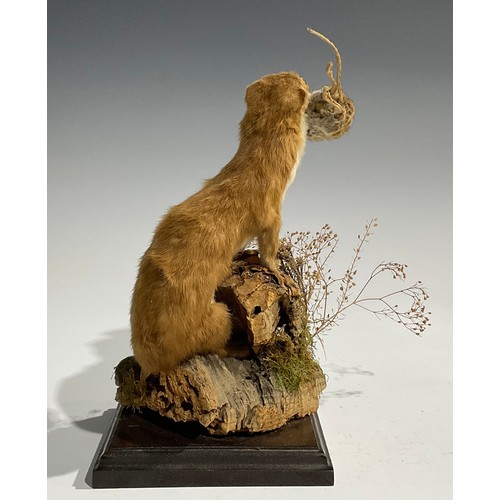 2735 - Taxidermy - a stoat holding a field mouse, its prey, in its mouth, naturalistic mounted, standing at... 