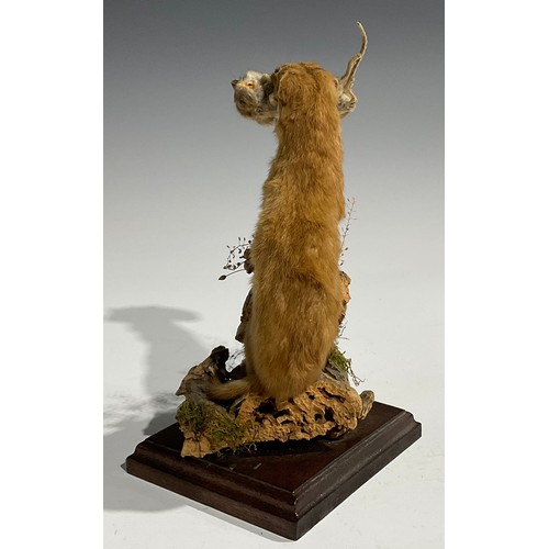 2735 - Taxidermy - a stoat holding a field mouse, its prey, in its mouth, naturalistic mounted, standing at... 