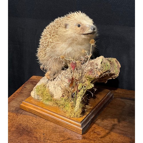 2734 - Taxidermy - a hedgehog, naturalistically mounted, standing on a mossy log, square base, 25cm high