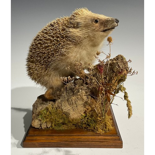 2734 - Taxidermy - a hedgehog, naturalistically mounted, standing on a mossy log, square base, 25cm high