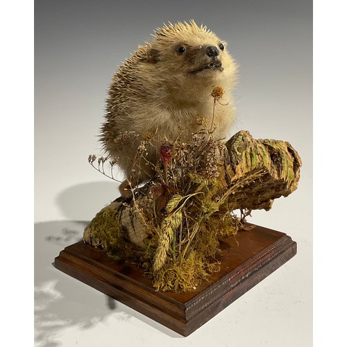 2734 - Taxidermy - a hedgehog, naturalistically mounted, standing on a mossy log, square base, 25cm high