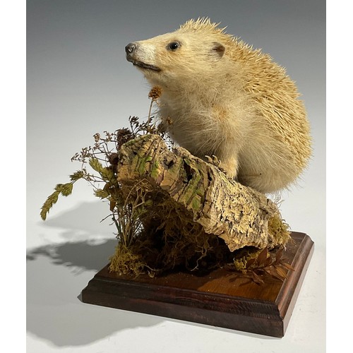 2734 - Taxidermy - a hedgehog, naturalistically mounted, standing on a mossy log, square base, 25cm high