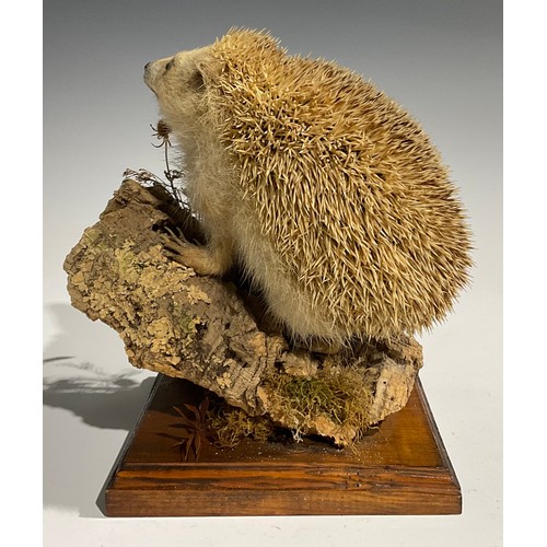 2734 - Taxidermy - a hedgehog, naturalistically mounted, standing on a mossy log, square base, 25cm high