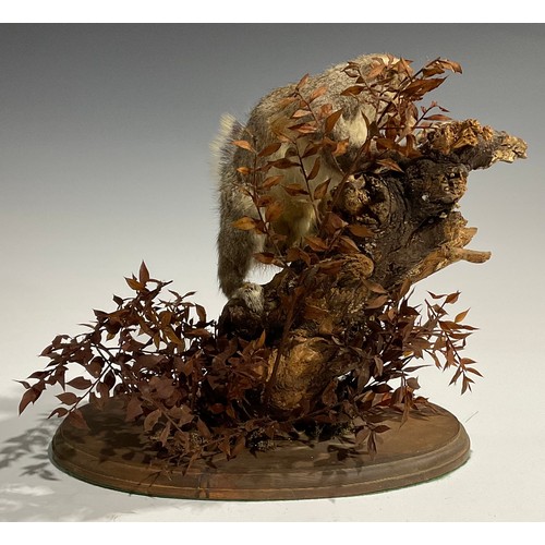 2733 - Taxidermy - a grey squirrel, naturalistically mounted, climbing a branch, oval base, 31cm high