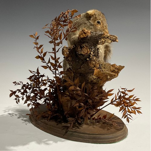 2733 - Taxidermy - a grey squirrel, naturalistically mounted, climbing a branch, oval base, 31cm high