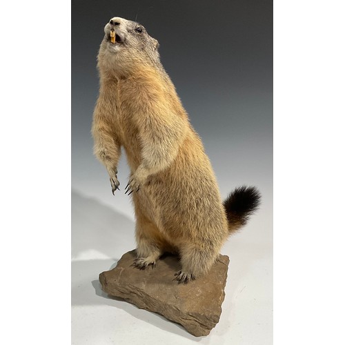 2738 - Taxidermy - an alpine marmot, naturalistically mounted,