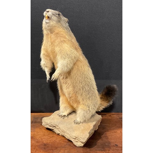 2738 - Taxidermy - an alpine marmot, naturalistically mounted,