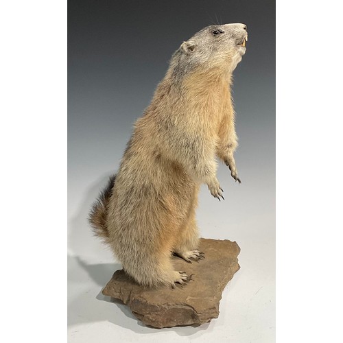 2738 - Taxidermy - an alpine marmot, naturalistically mounted,