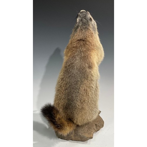 2738 - Taxidermy - an alpine marmot, naturalistically mounted,