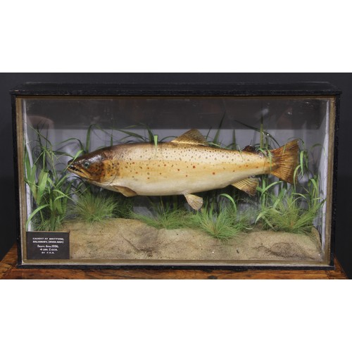 2736 - Taxidermy - a trout, naturalistically mounted, glazed ebonised case, the case 38.5cm high, 68.5cm wi... 