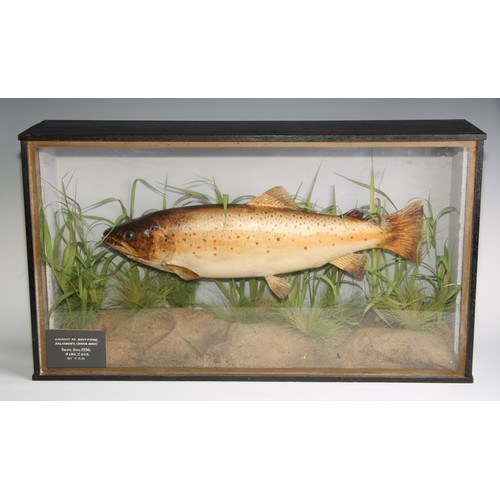 2736 - Taxidermy - a trout, naturalistically mounted, glazed ebonised case, the case 38.5cm high, 68.5cm wi... 