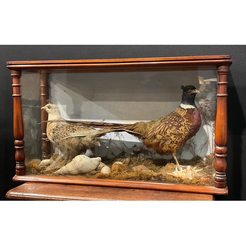 2737 - Taxidermy - a Victorian diorama, a pair of pheasants, naturalistically mounted, glazed mahogany case... 