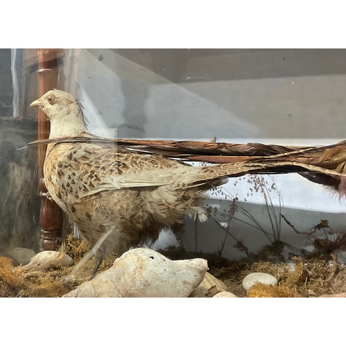 2737 - Taxidermy - a Victorian diorama, a pair of pheasants, naturalistically mounted, glazed mahogany case... 