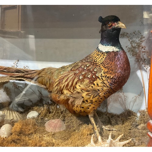 2737 - Taxidermy - a Victorian diorama, a pair of pheasants, naturalistically mounted, glazed mahogany case... 