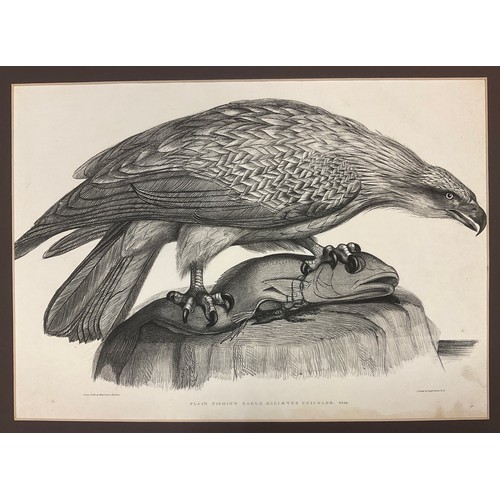 100 - Waterhouse Hawkins, by and after, the Delicious Bustard (Otis Deliciosa); Plain Fishing Eagle (Haliæ... 