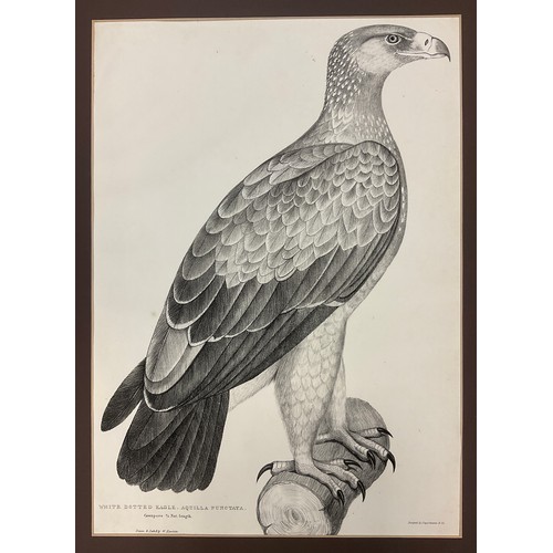 100 - Waterhouse Hawkins, by and after, the Delicious Bustard (Otis Deliciosa); Plain Fishing Eagle (Haliæ... 