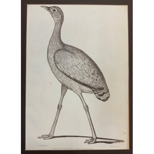 100 - Waterhouse Hawkins, by and after, the Delicious Bustard (Otis Deliciosa); Plain Fishing Eagle (Haliæ... 