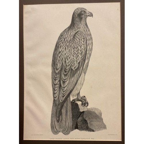 101 - Waterhouse Hawkins, by and after, Tawney Eagle (Aquilla Fulvescens); Lined Fishing Eagle (Haliætus L... 