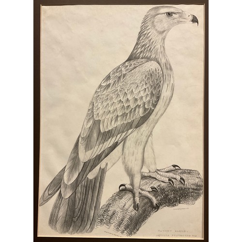 101 - Waterhouse Hawkins, by and after, Tawney Eagle (Aquilla Fulvescens); Lined Fishing Eagle (Haliætus L... 