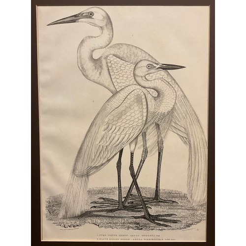 102 - Waterhouse Hawkins, by and after, Pure White Heron (Ardea Modesta), Black Billed Heron (Ardea Nigrir... 