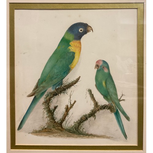 65 - English school, 19th century, an ornithological study, Parakeets, standing on mossy branches, waterc... 