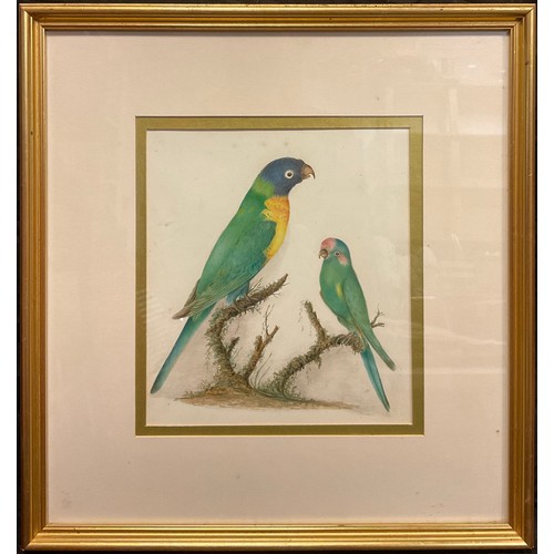 65 - English school, 19th century, an ornithological study, Parakeets, standing on mossy branches, waterc... 