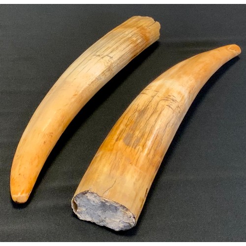 508 - A pair of Marine ivory walrus tusks, approx 30cm long (2)