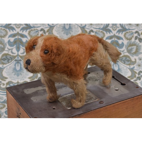 6096 - An early 20th century brown and cream mohair St Bernard Dog, black boot button eyes, vertically blac... 