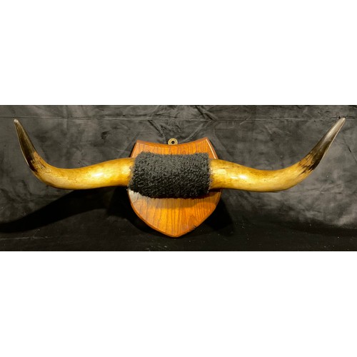 59 - Taxidermy - a pair of cattle horns, oak shield mount, 68cm wide