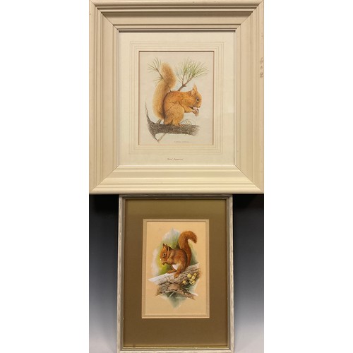 147 - Robert Coppillie (bn. 1951)
Red Squirrel
signed, watercolour and gouache, 22.5cm x 15cm;  another, B... 