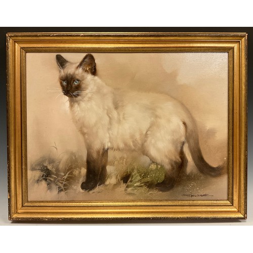 72 - S. Busdee (Thailand, 20th century), 
Birman Cat
Signed, oil on canvas, 37cm x 49cm.