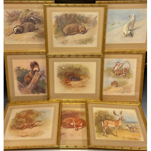 152 - Archibald Thorburn (1860 - 1935), after, British Wildlife, a set of nine lithographs, gilt frames, e... 