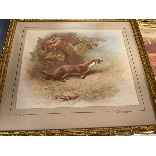 152 - Archibald Thorburn (1860 - 1935), after, British Wildlife, a set of nine lithographs, gilt frames, e... 