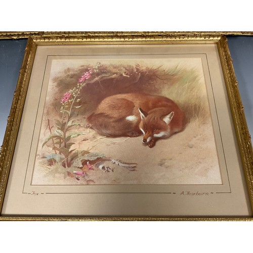 152 - Archibald Thorburn (1860 - 1935), after, British Wildlife, a set of nine lithographs, gilt frames, e... 