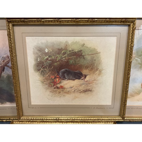 152 - Archibald Thorburn (1860 - 1935), after, British Wildlife, a set of nine lithographs, gilt frames, e... 