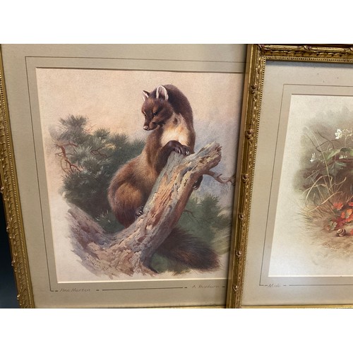 152 - Archibald Thorburn (1860 - 1935), after, British Wildlife, a set of nine lithographs, gilt frames, e... 