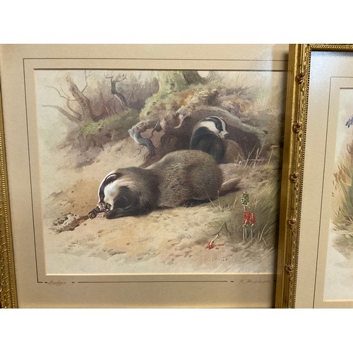 152 - Archibald Thorburn (1860 - 1935), after, British Wildlife, a set of nine lithographs, gilt frames, e... 