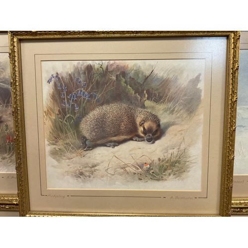 152 - Archibald Thorburn (1860 - 1935), after, British Wildlife, a set of nine lithographs, gilt frames, e... 