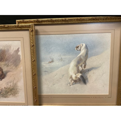 152 - Archibald Thorburn (1860 - 1935), after, British Wildlife, a set of nine lithographs, gilt frames, e... 