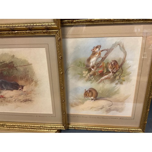 152 - Archibald Thorburn (1860 - 1935), after, British Wildlife, a set of nine lithographs, gilt frames, e... 