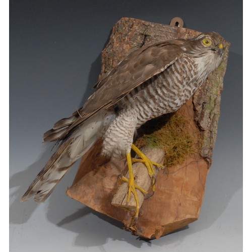 817 - Taxidermy - a sparrow hawk, naturalistically mounted, perching on a branch, wall mounted, 32cm high