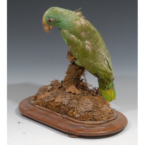 819 - Taxidermy - a yellow-crowned Amazon parrot, naturalistically mounted, perched on a moss and lichen c... 