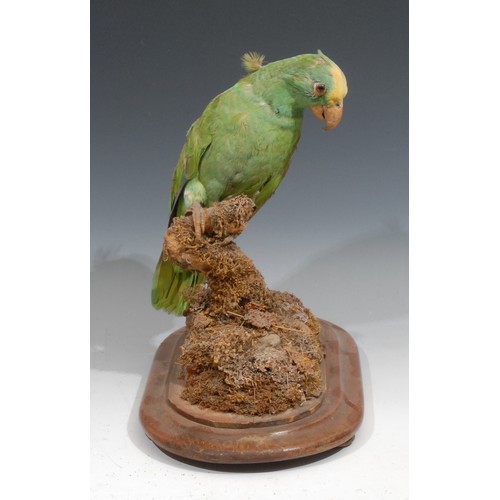 819 - Taxidermy - a yellow-crowned Amazon parrot, naturalistically mounted, perched on a moss and lichen c... 