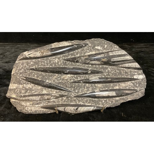 792 - Natural History - an orthoceras fossil cluster, 33cm x 18cm