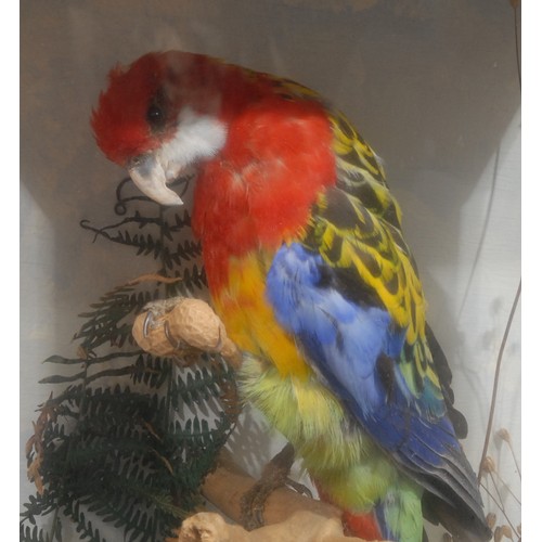 820 - Taxidermy - An Eastern Rosella, naturalistically perched, feeding, glazed pine cabinet, 42.5cm x 32c... 